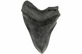 Fossil Megalodon Tooth - South Carolina #186054-1